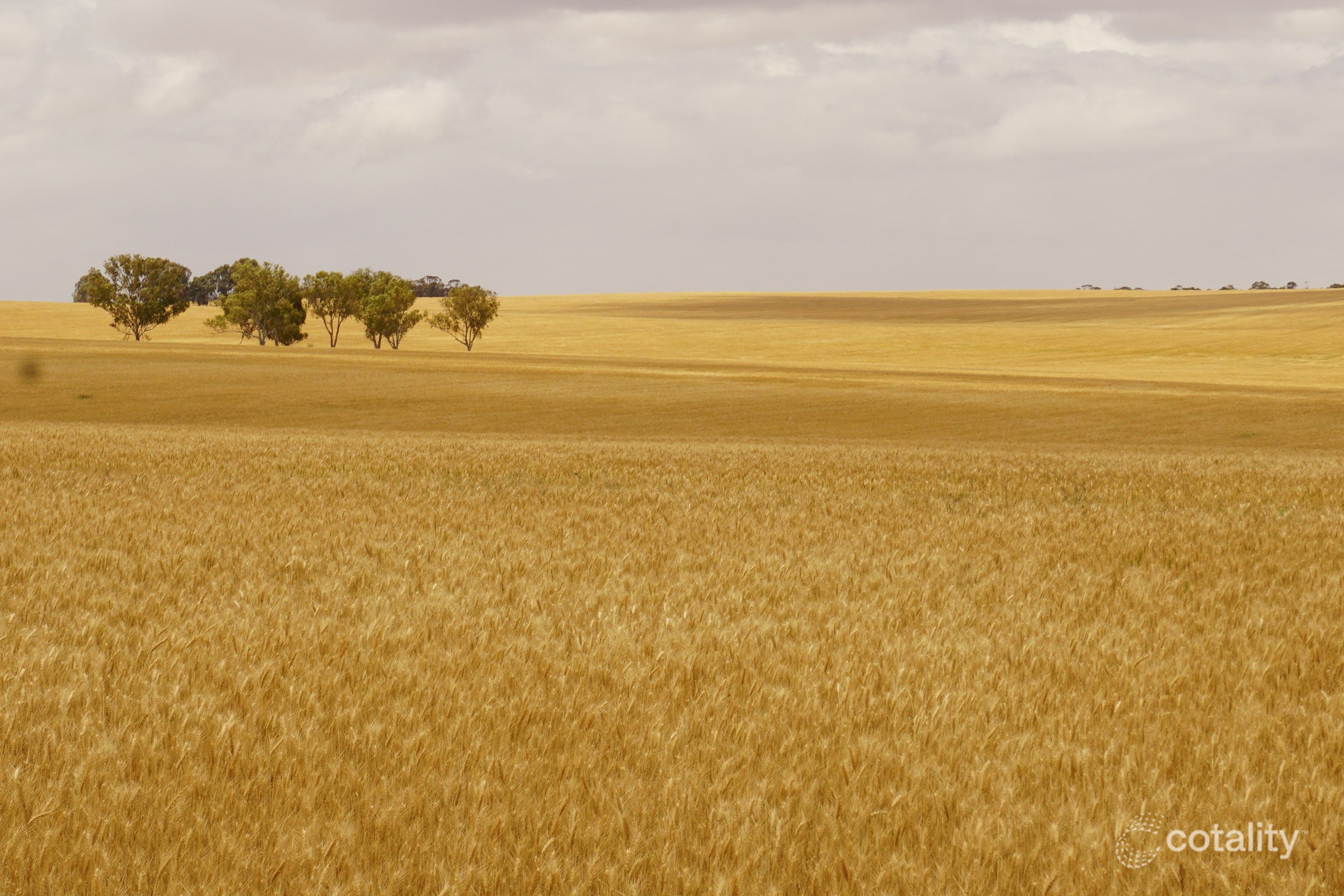 2228 Ballidu-Bindi Bindi Rd, West Ballidu, WA 6606