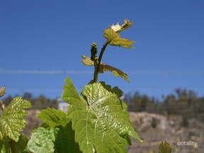 88 Townsend Rd, Glen Aplin, QLD 4381