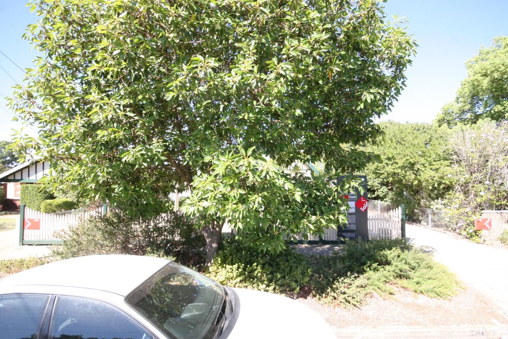 7 Clark Ave, Glandore, SA 5037