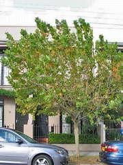 121 Queen St, Beaconsfield, NSW 2015