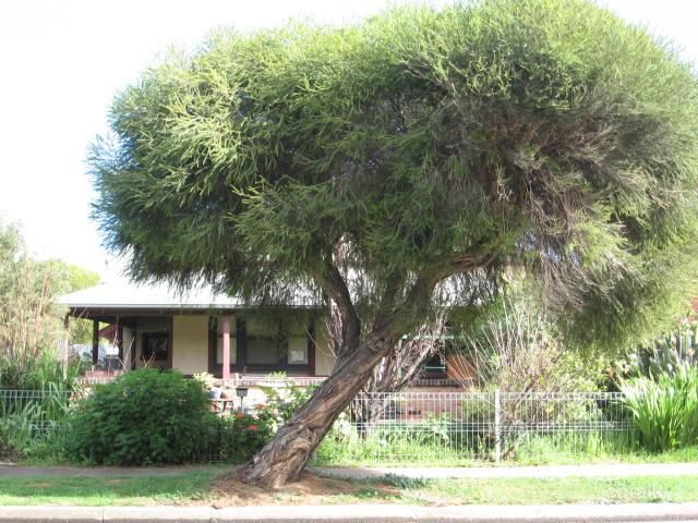 30 Arlington Tce, Welland, SA 5007