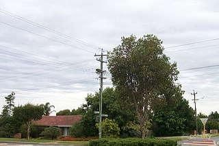 8/36 Ivanhoe St, Bassendean, WA 6054