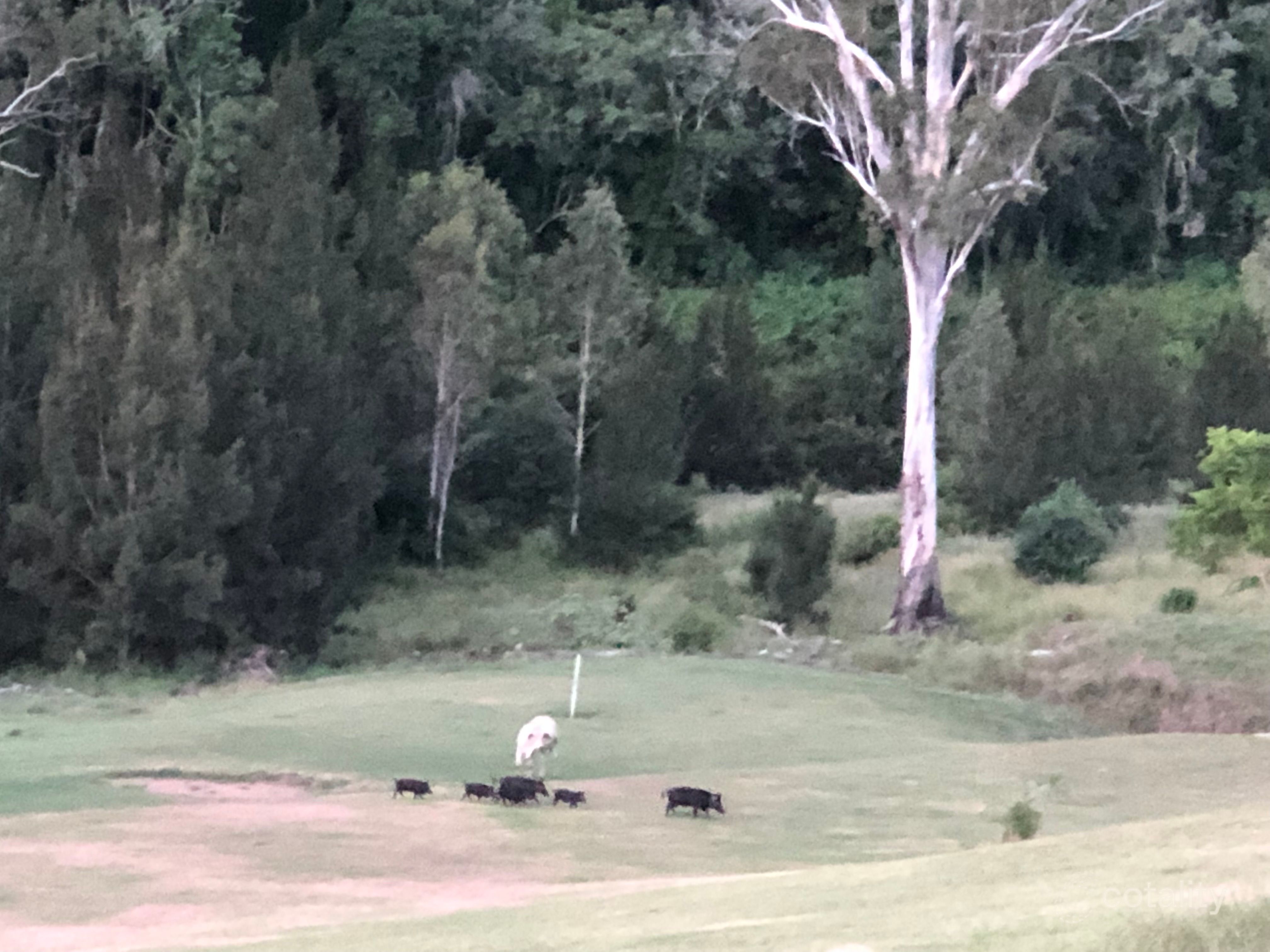 Lot 50 Glenhowden Rd, Anduramba, QLD 4355