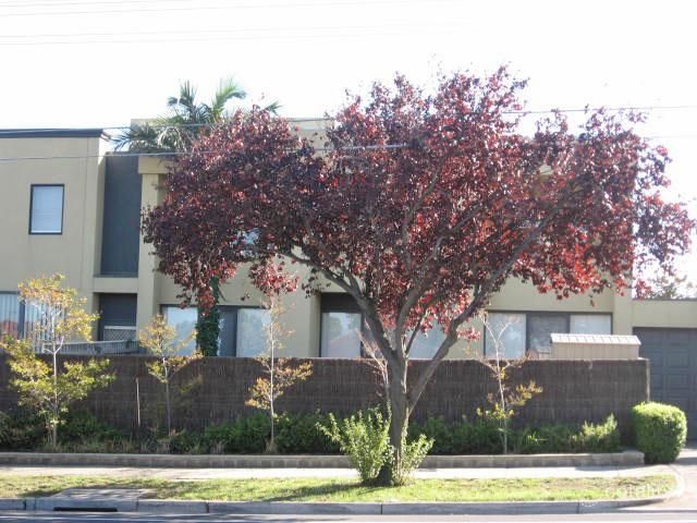 11/42-44 Regent St, Preston, VIC 3072