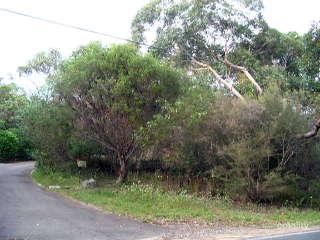 1 Cicada Glen Rd, Ingleside, NSW 2101