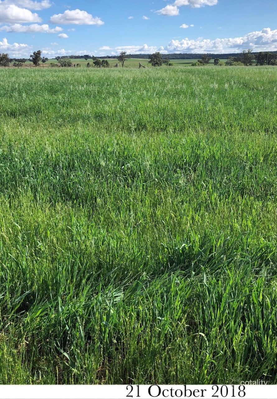 651 Karoola Rd, Bukkulla, NSW 2360