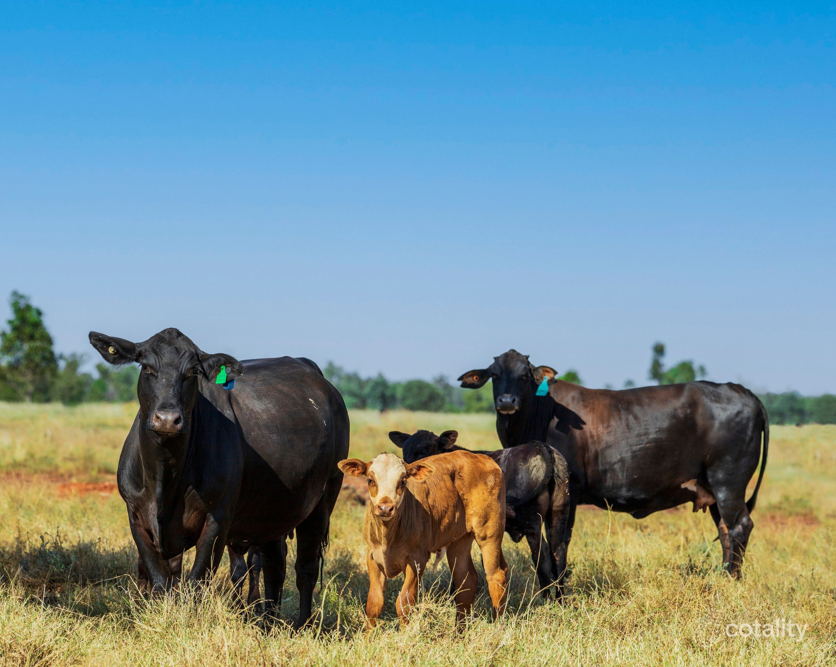 5673 Tomoo Rd, Mungallala South, QLD 4467