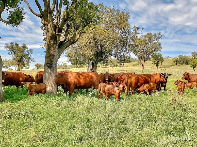 1211 Babbinboon Rd, Somerton, NSW 2340