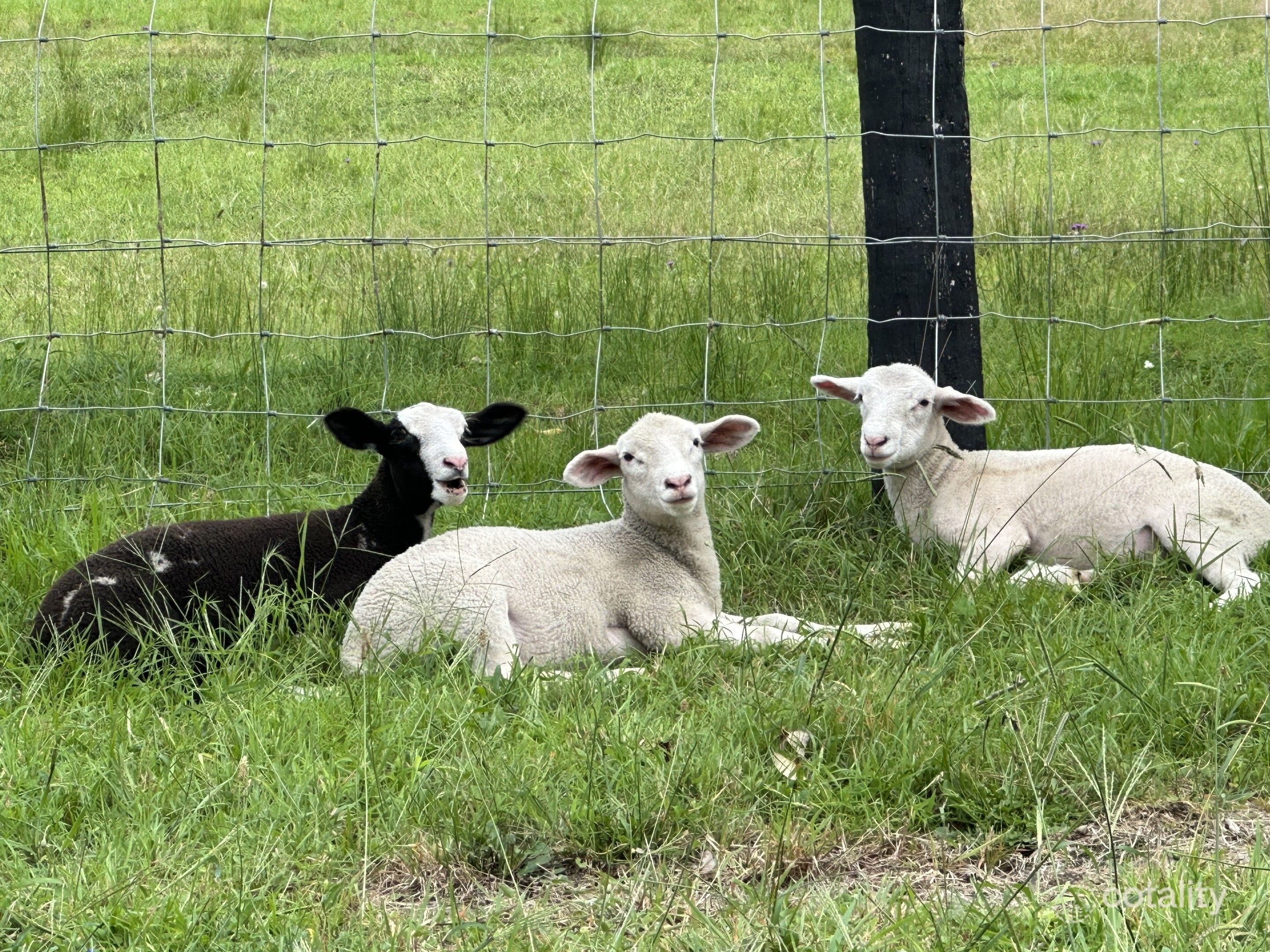 79 Chandlers Lane, Wyong Creek, NSW 2259