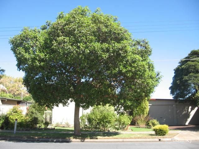 32 Macarthur Ave, North Brighton, SA 5048