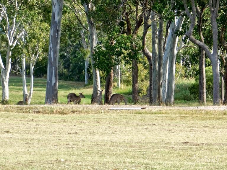 31 Wilkin St, River Heads, QLD 4655