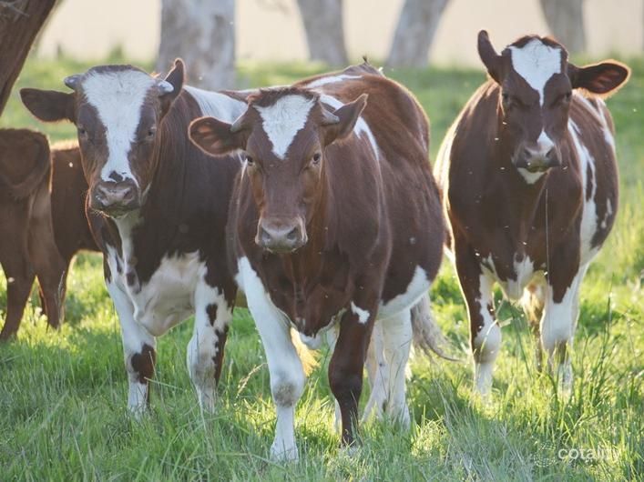 166 Ewers Lane, Avenue Range, SA 5273