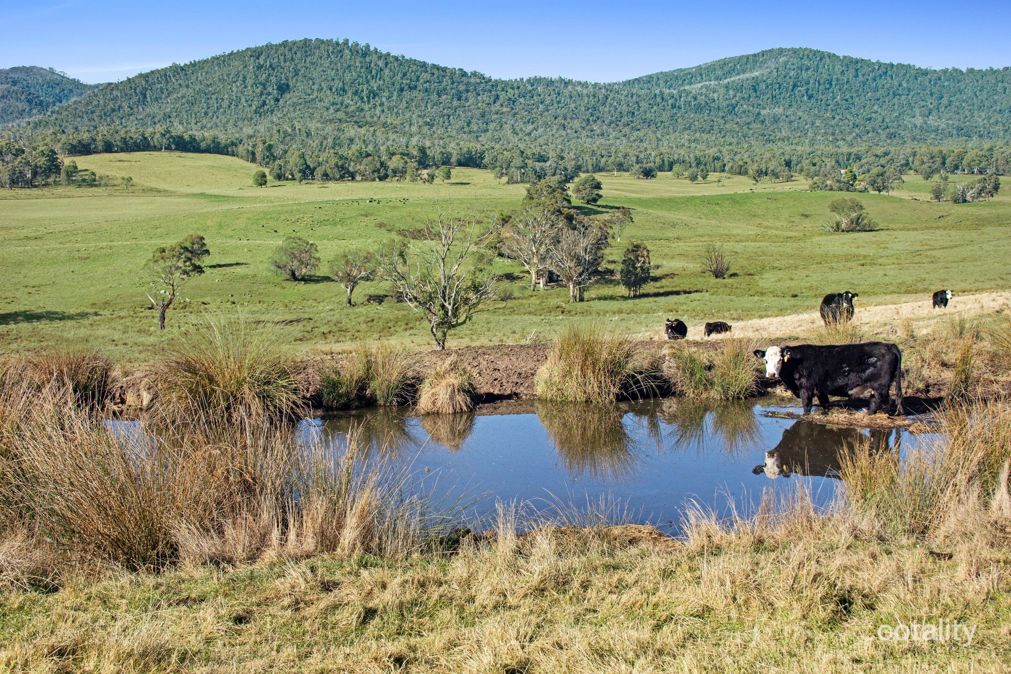 145 Waterhole Gully Rd, Bonang, VIC 3888