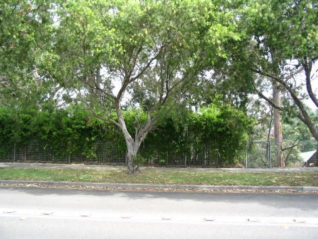 114 Moncrieff Dr, East Ryde, NSW 2113