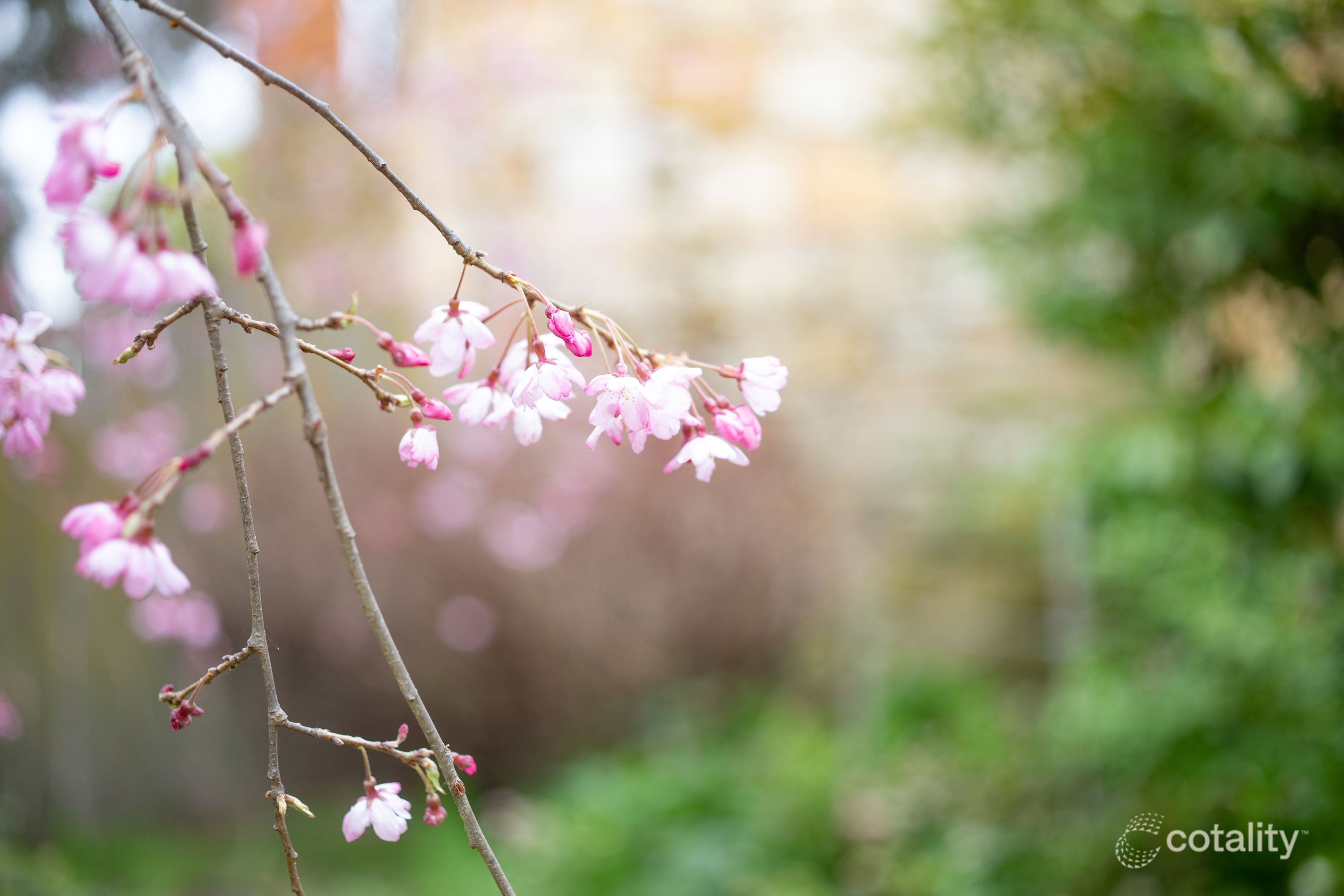 3 Five Acre Row, Westbury, TAS 7303