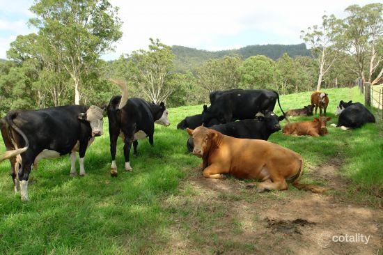 878 Jilliby Rd, Dooralong, NSW 2259