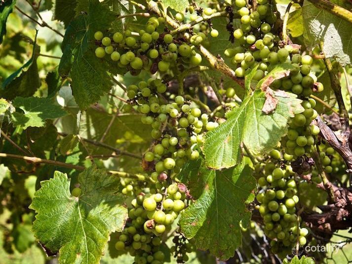 Lot 25 Berrigal Creek Rd, Bellata, NSW 2397