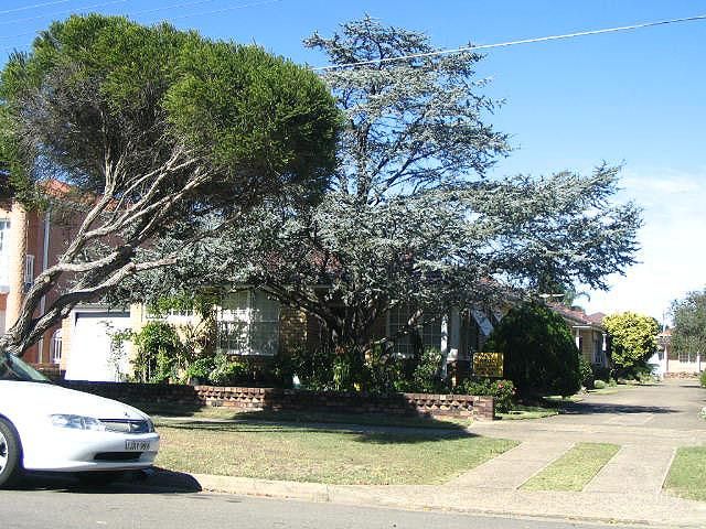 5/17 Solander St, Monterey, NSW 2217