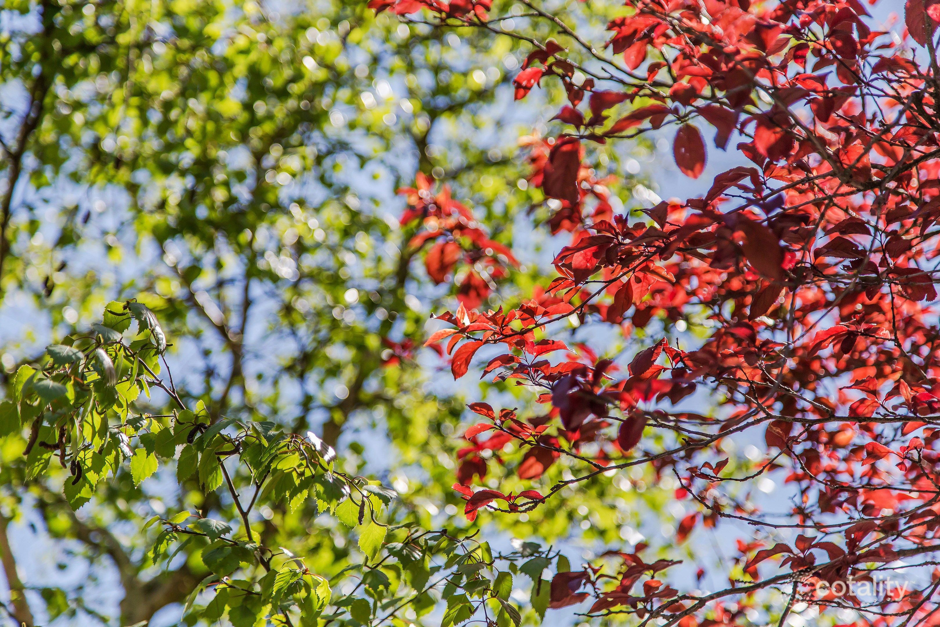 36 Seafield Ave, Kingswood, SA 5062