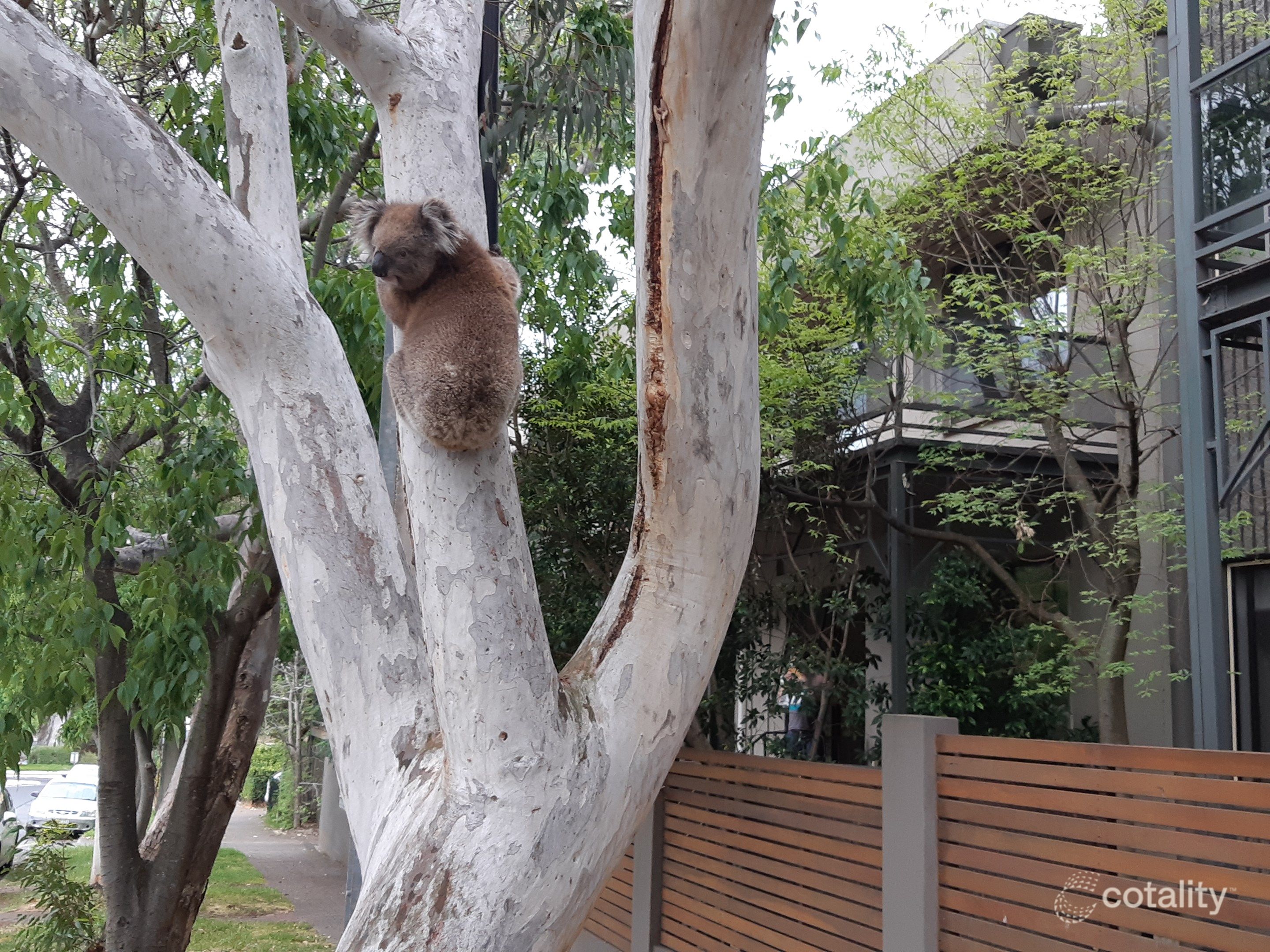 4/1 Waterfall Tce, Burnside, SA 5066