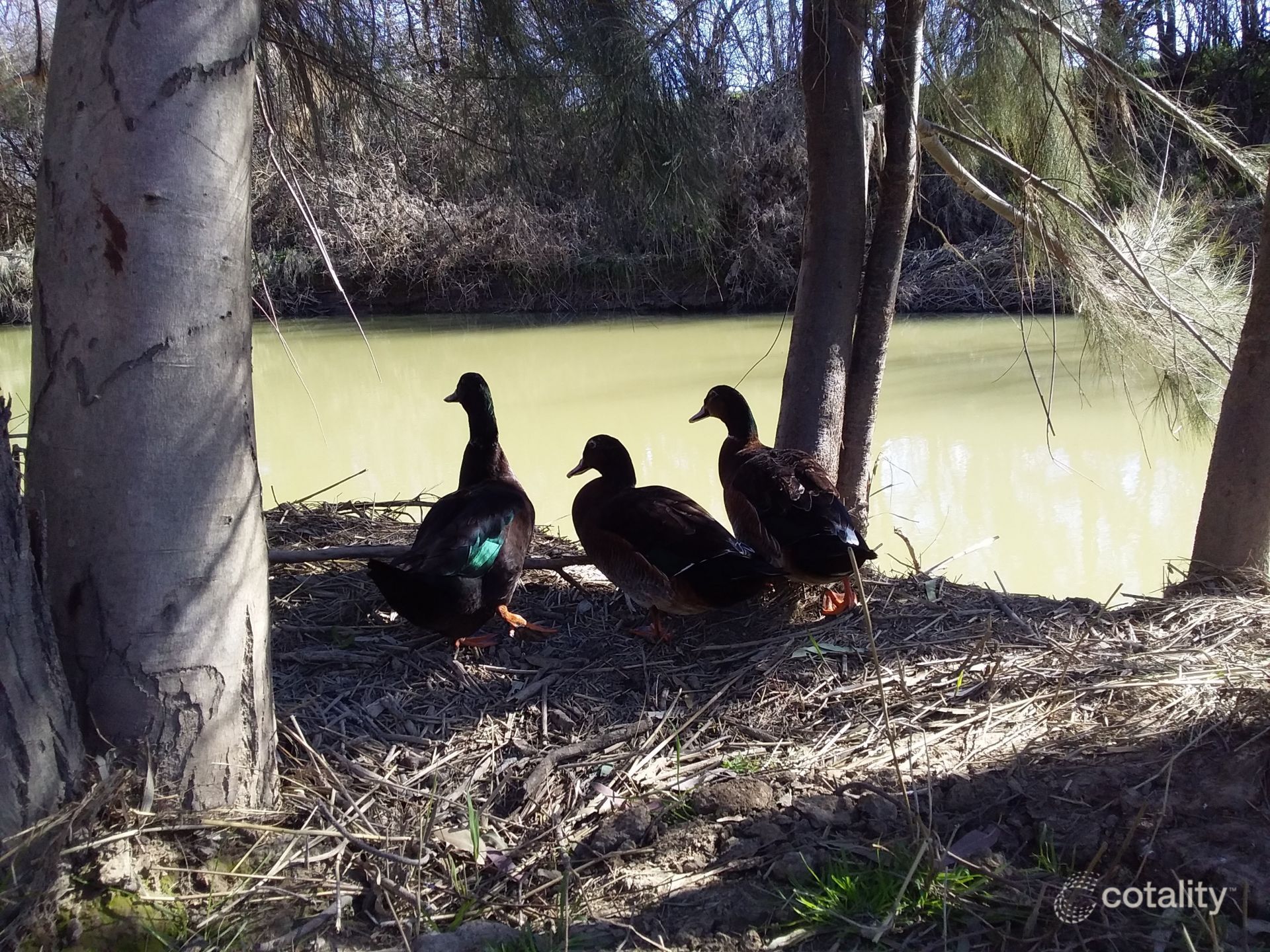 60 Alice St, Barraba, NSW 2347