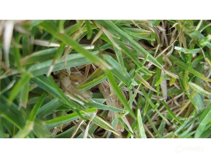 4 Cassinia St, Baldivis, WA 6171