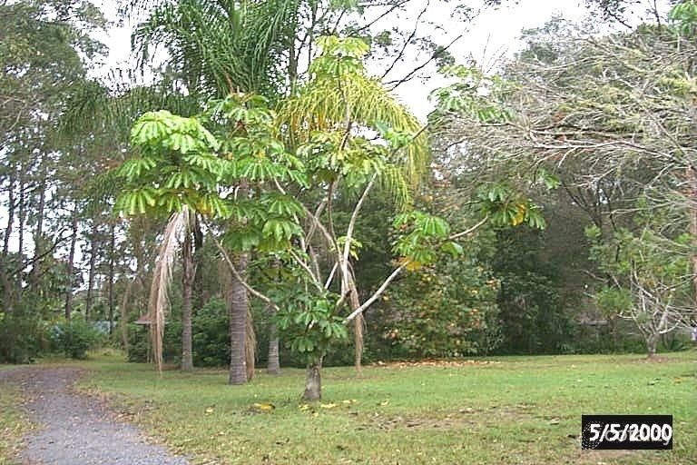 57-59 Wandin St, Nerang, QLD 4211