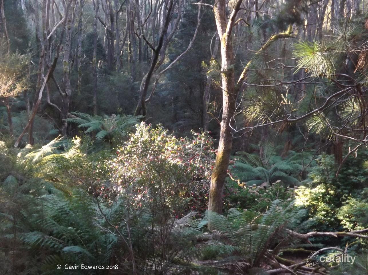 499 Lapoinya Rd, Lapoinya, TAS 7325