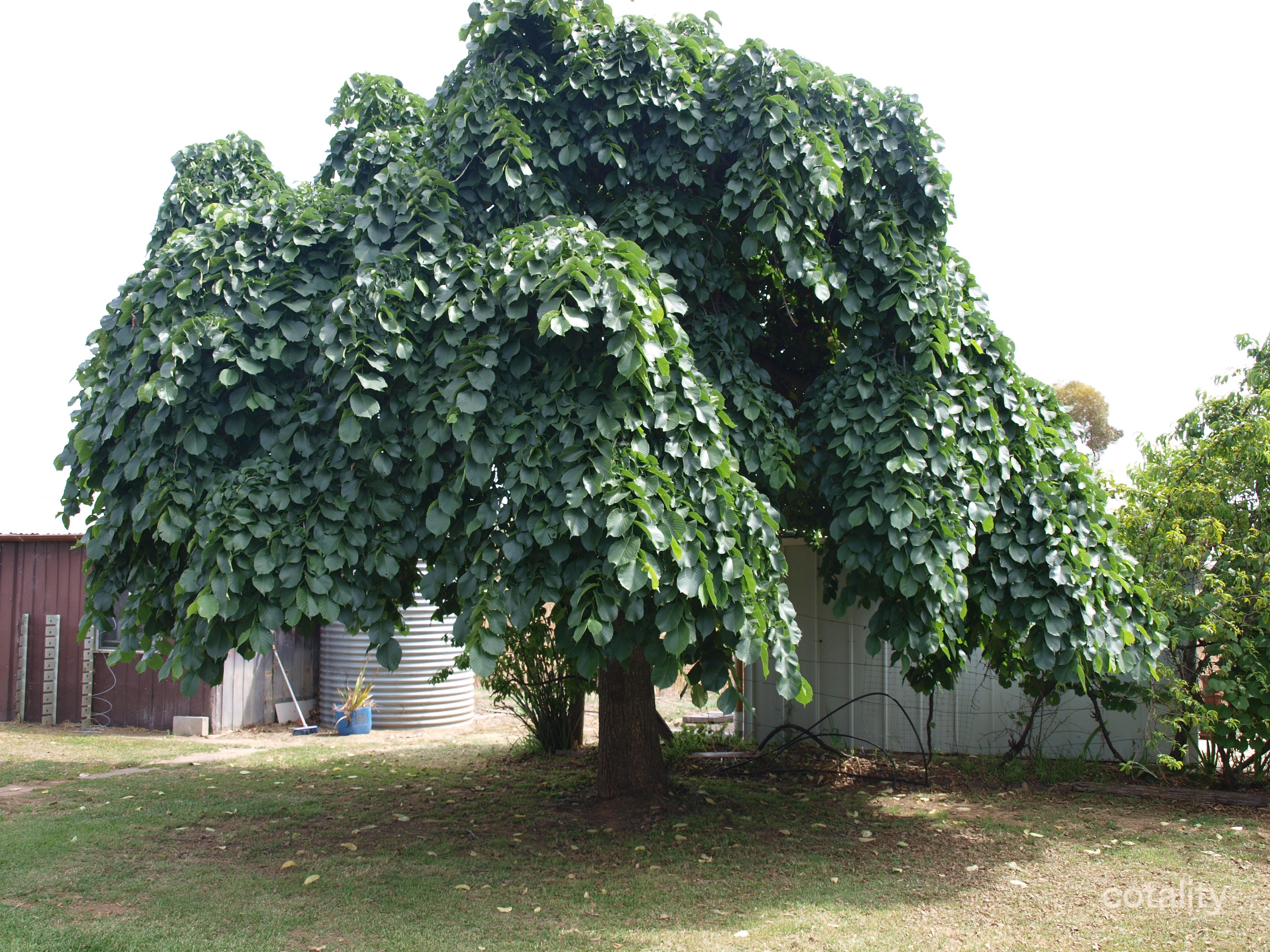 31 Giffard St, Newbridge, VIC 3551