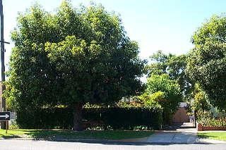 214 Central Ave, Inglewood, WA 6052