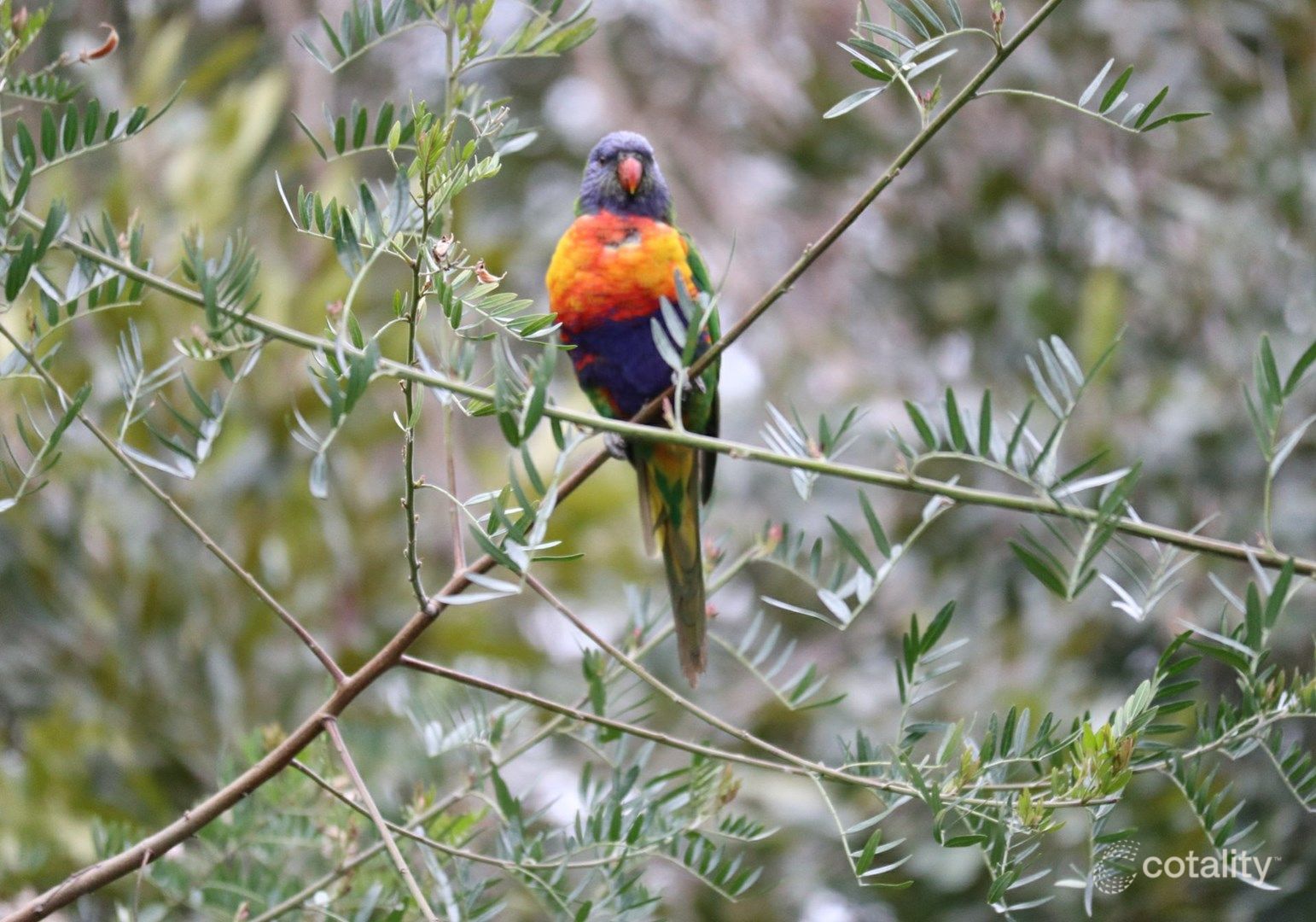 332 George Bass Dr, Lilli Pilli, NSW 2536