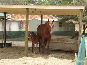 32 Virgil Rd, Chambers Flat, QLD 4133