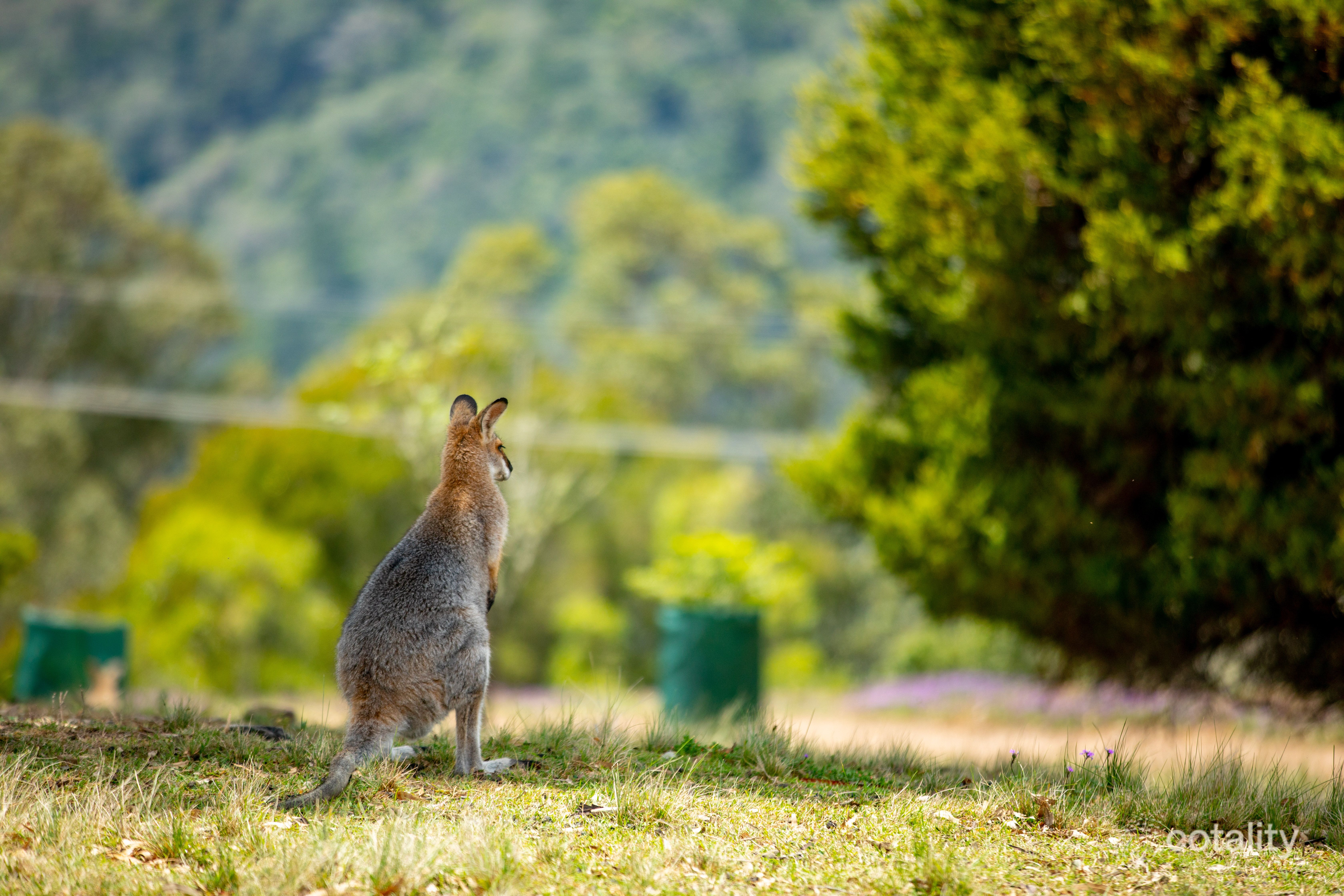 50 Bowerbird Lane, Bunya Mountains, QLD 4405