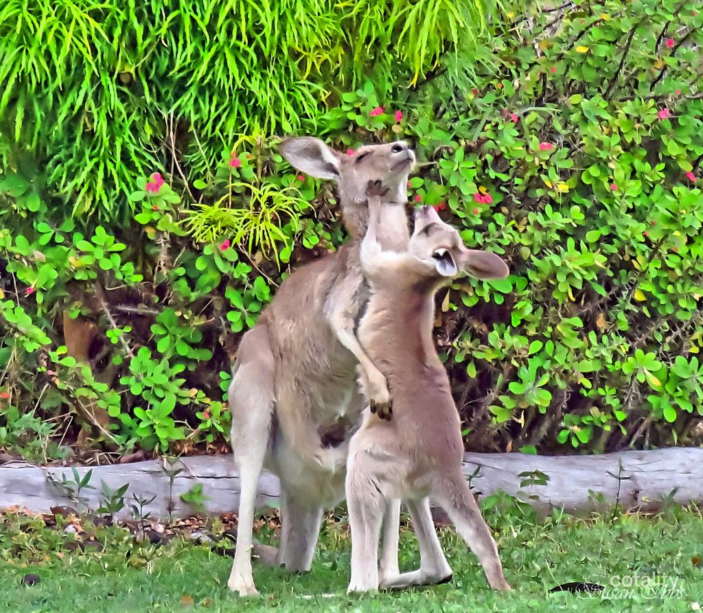 40/420 Murphy Rd, Captain Creek, QLD 4677