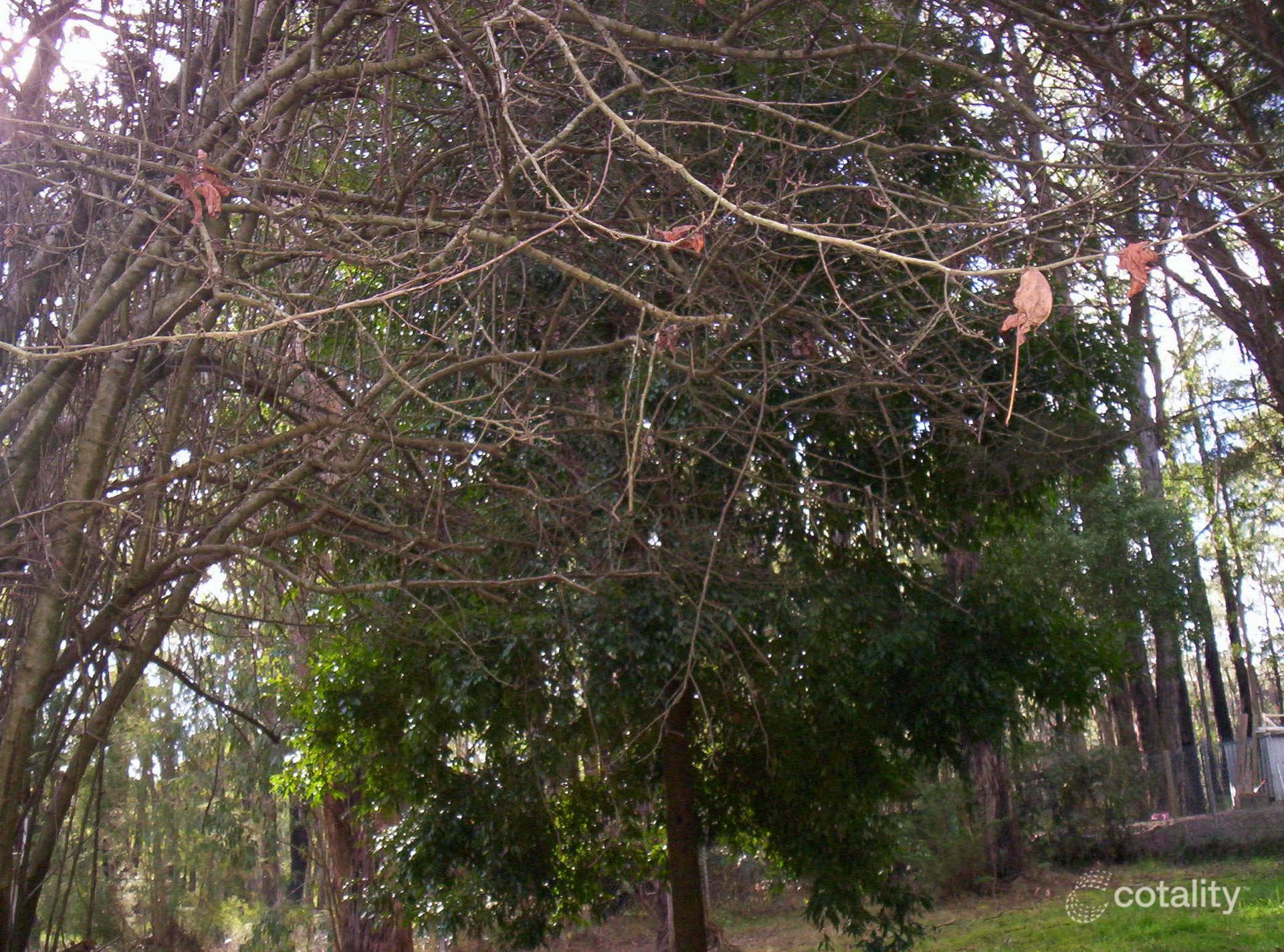 9 Leith Rd, Mcmahons Creek, VIC 3799