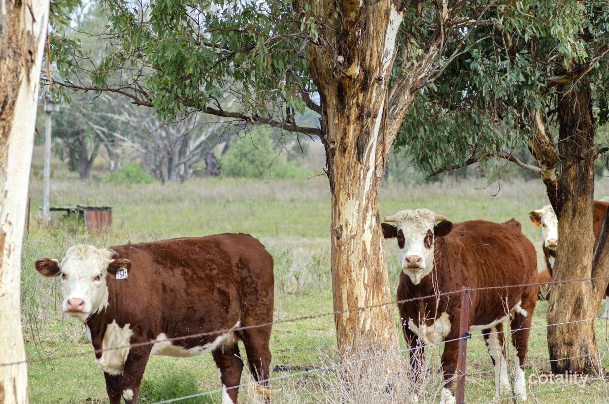 2909 Kamilaroi Hwy, Quipolly, NSW 2343