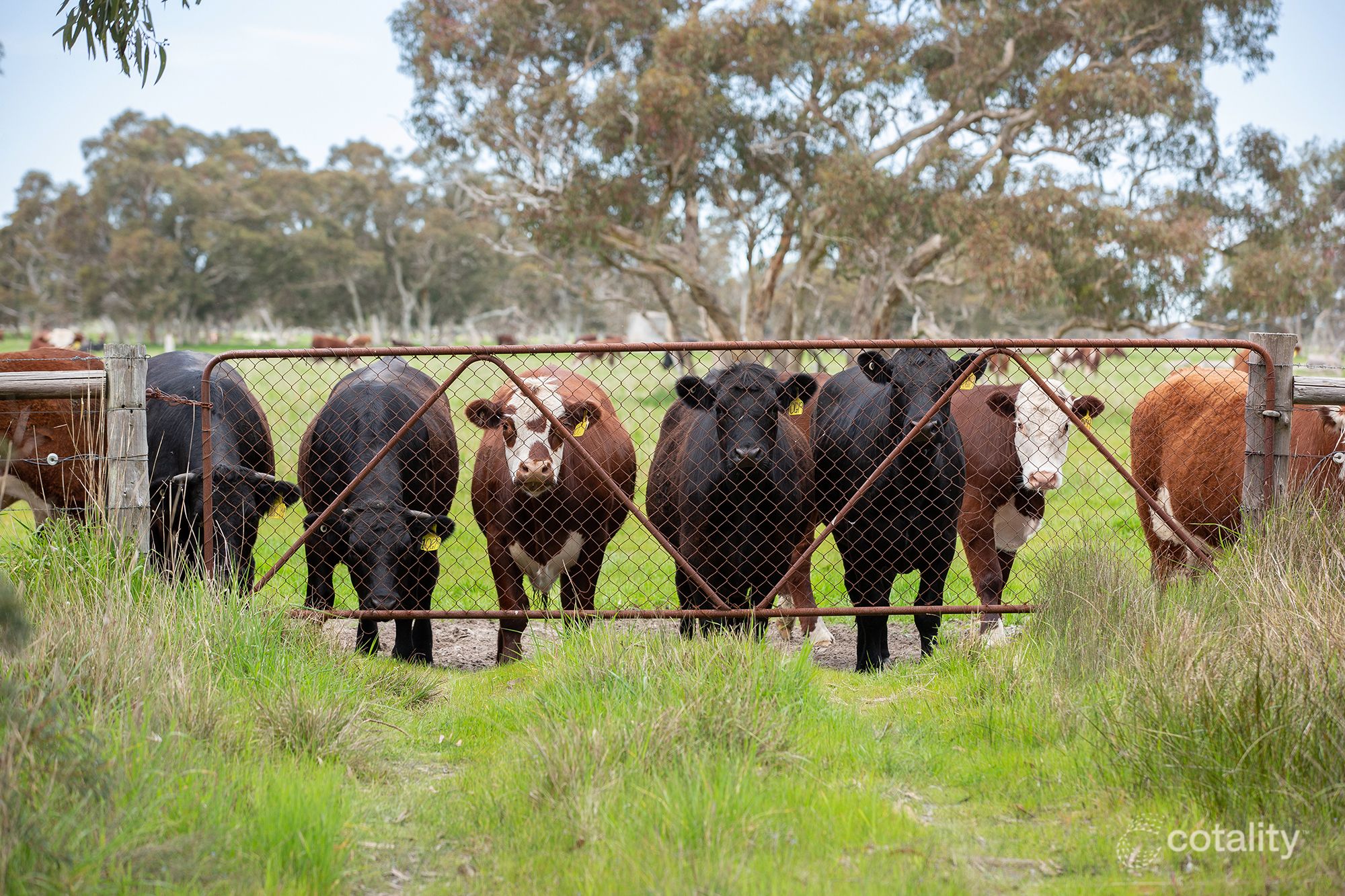 1979 Old Robe Rd, Conmurra, SA 5272