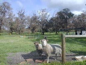 39 Old Dairy Ct, Oakford, WA 6121