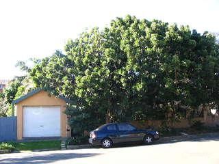 4/9 Howard St, Randwick, NSW 2031