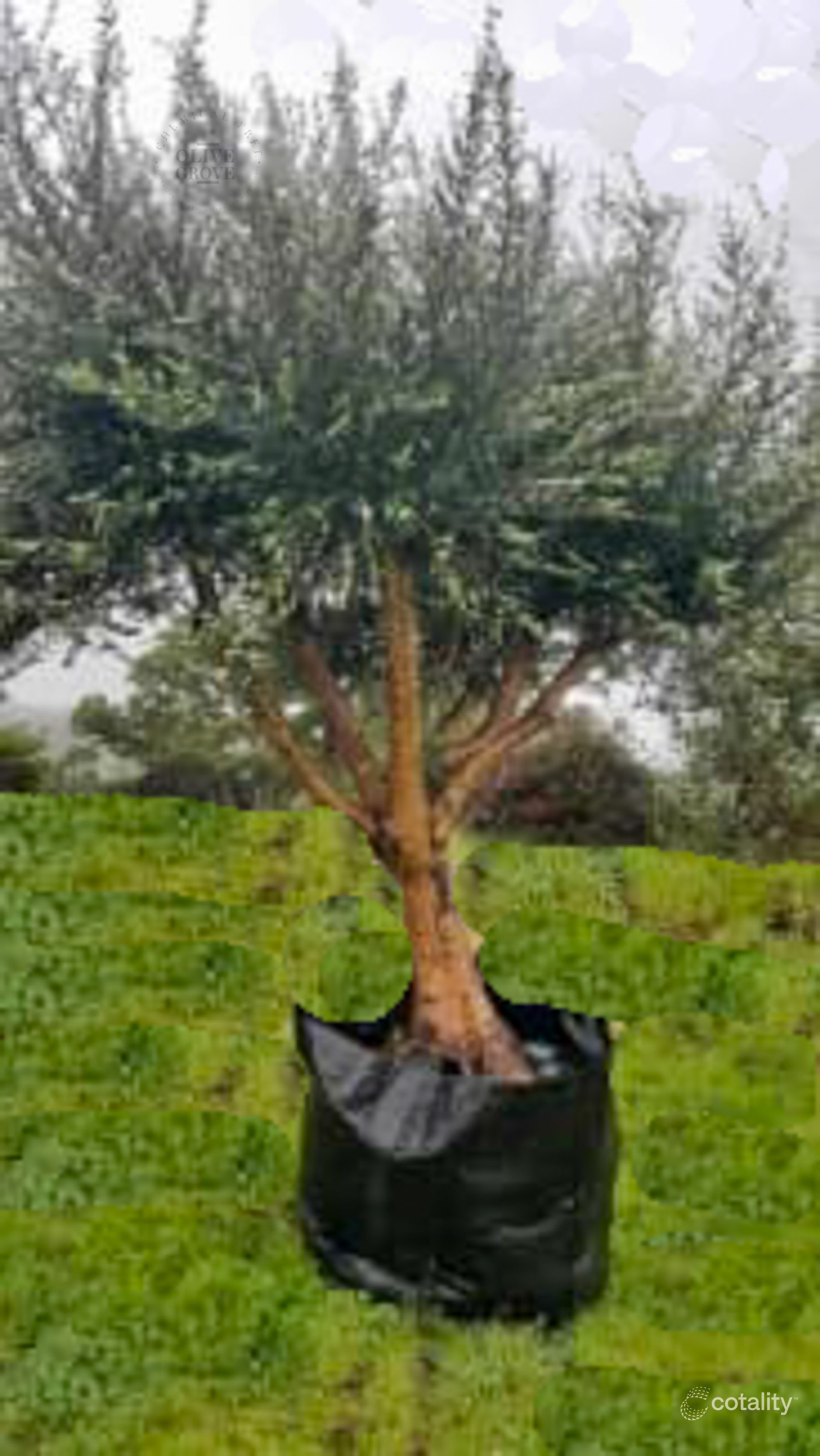 58 Benlow Rd, Waikerie, SA 5330