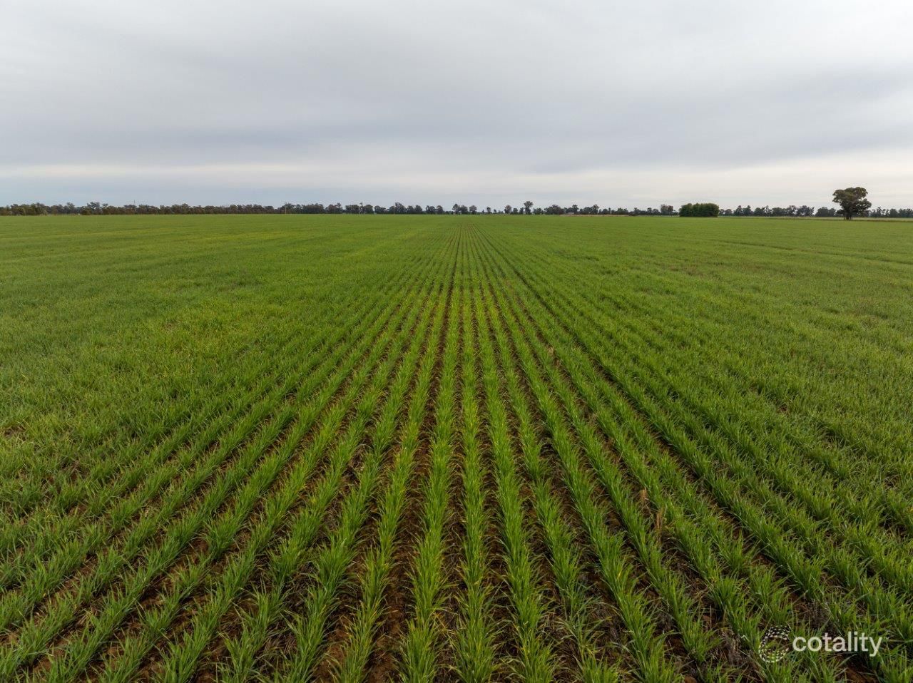 850 Newell Hwy, Wyalong, NSW 2671