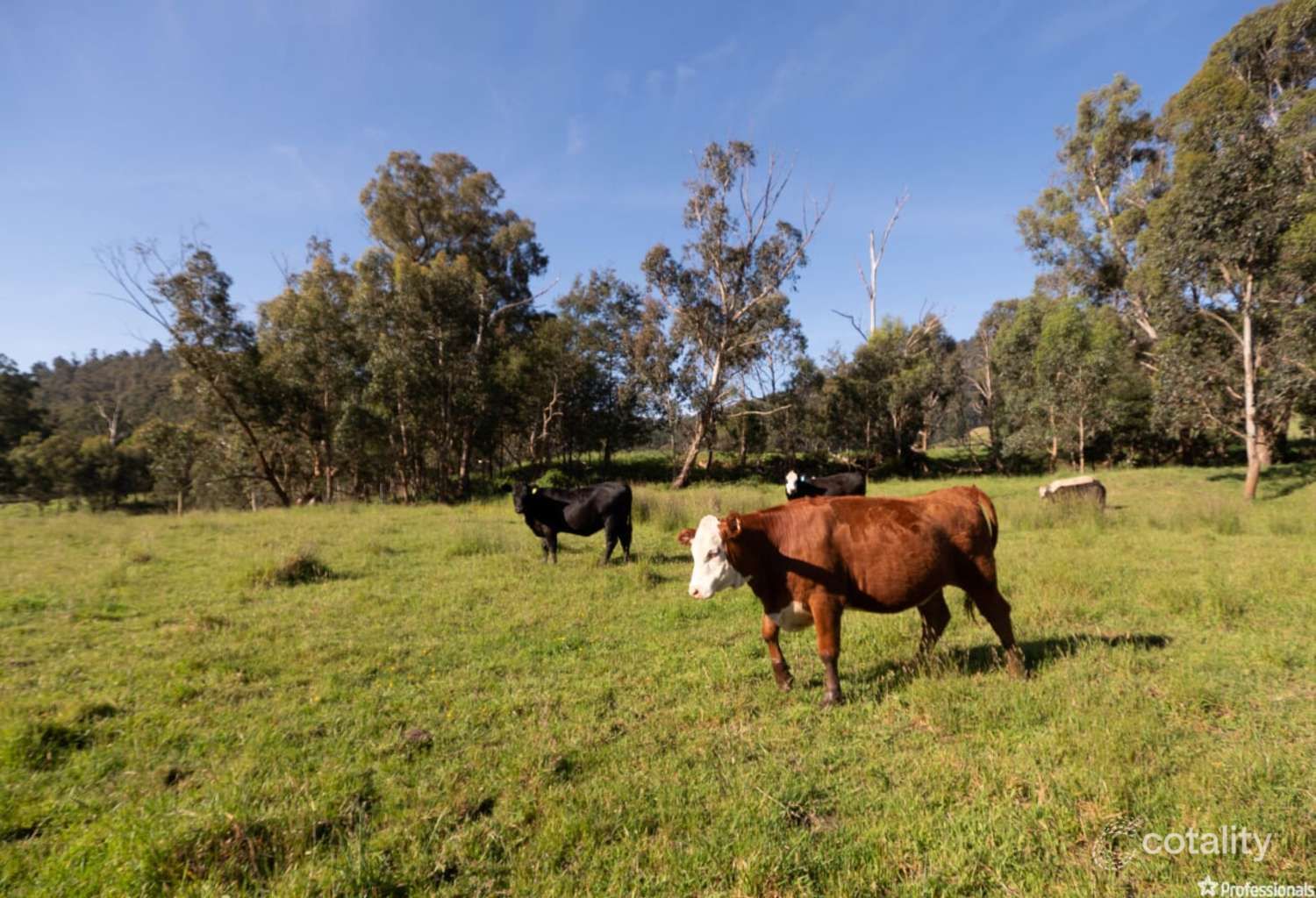 52 Maryton Lane, Marysville, VIC 3779