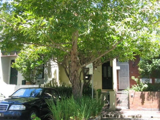 59 Lombard St, Glebe, NSW 2037