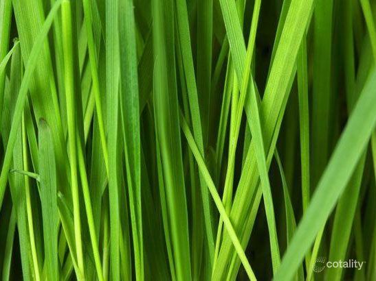 3 Prospect St, Essendon West, VIC 3040