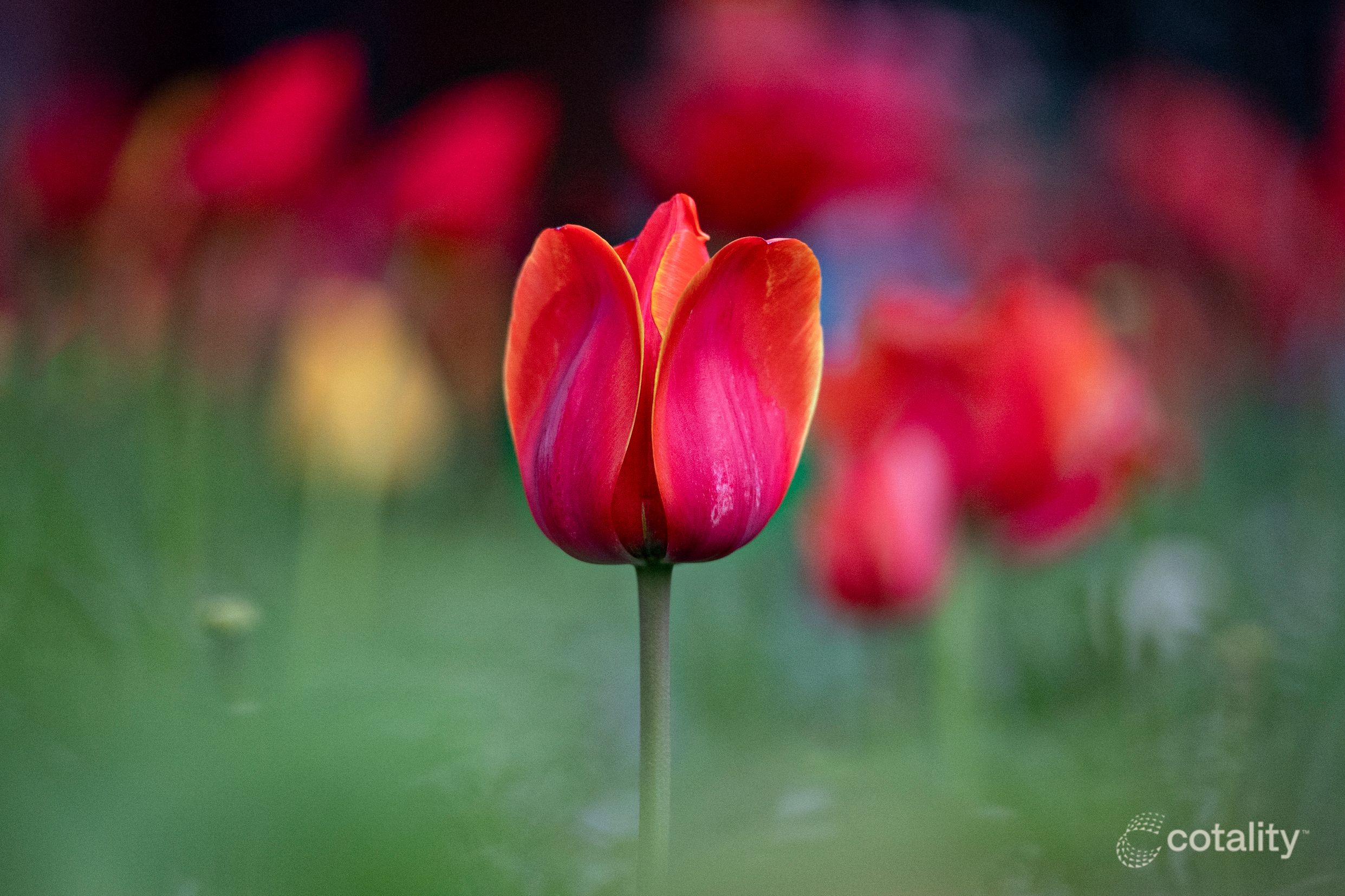 2/26 Merrigang St, Bowral, NSW 2576