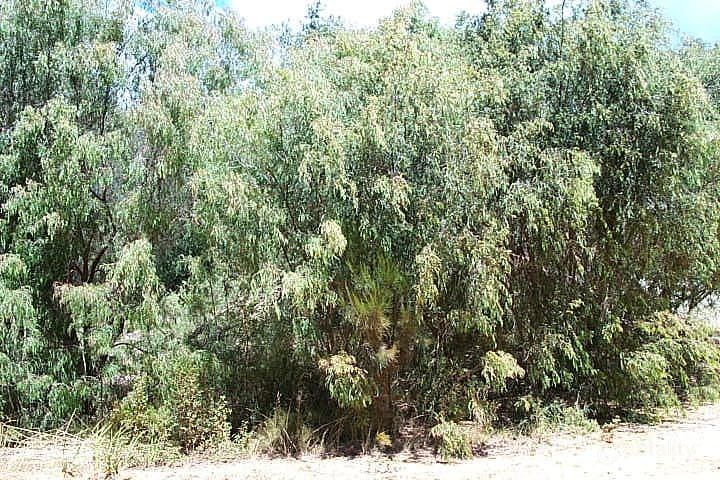 81 Wilson St, Little Grove, WA 6330