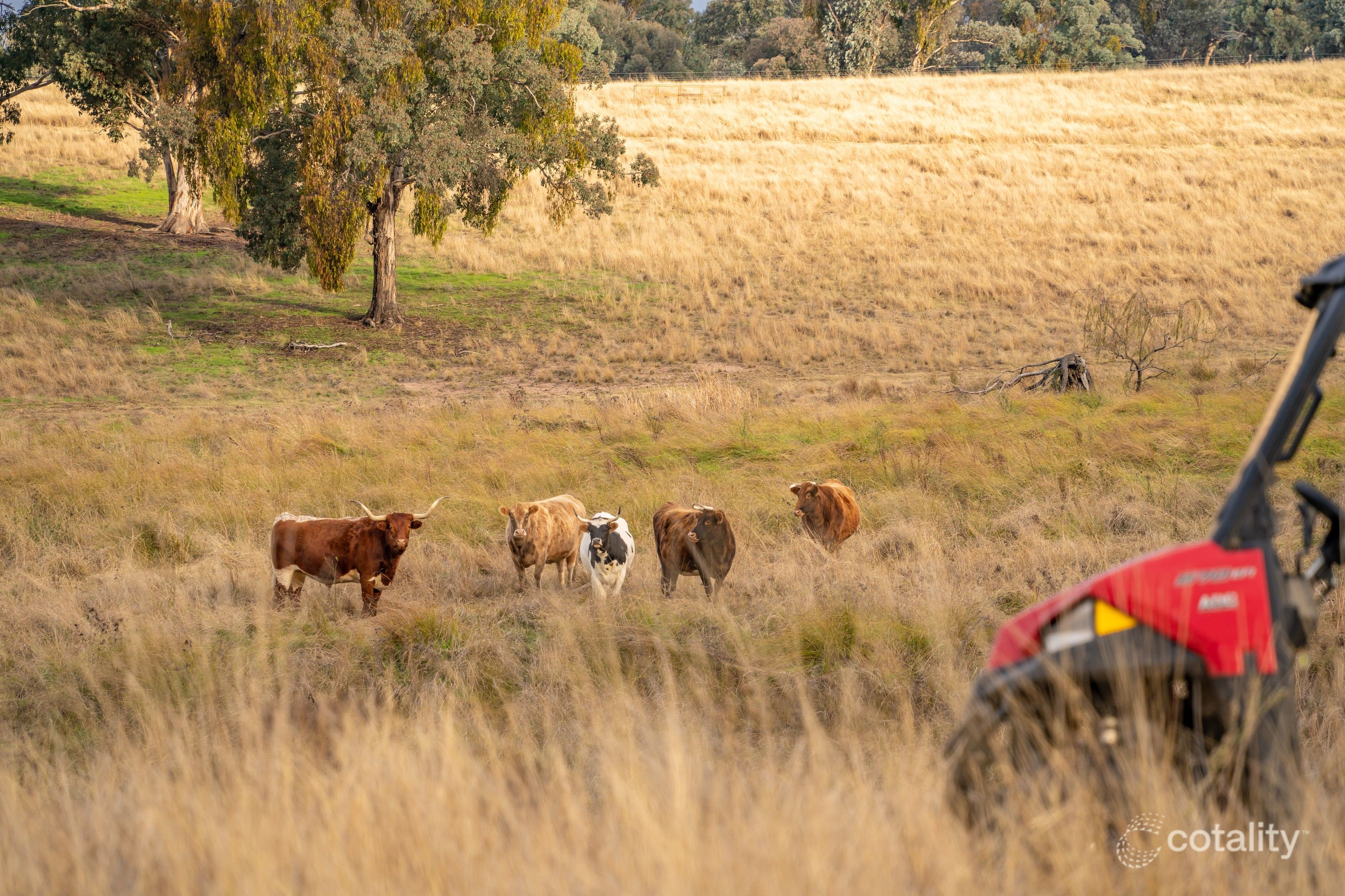 3641 Frogmore Rd, Hovells Creek, NSW 2794