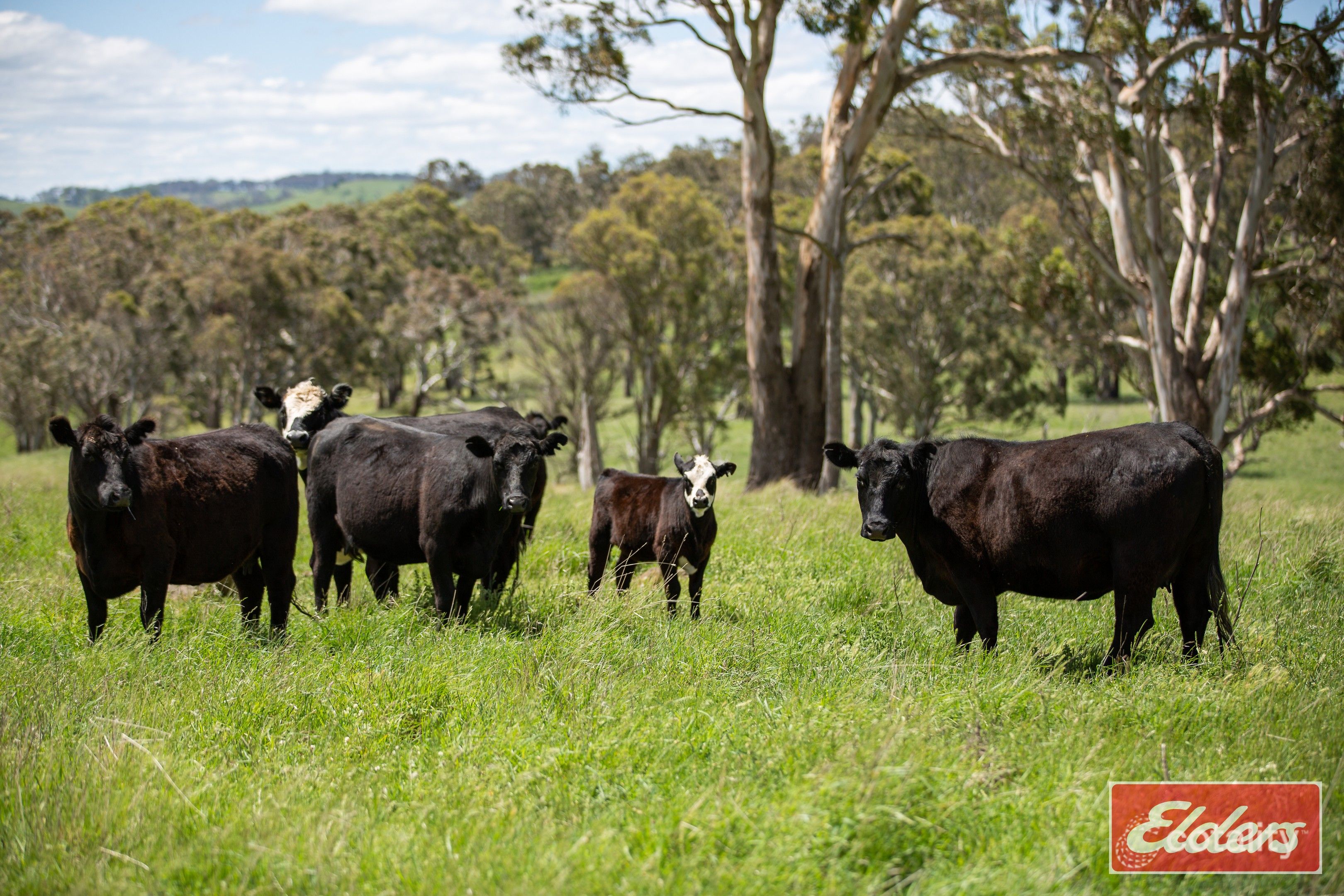 913 Ben Lomond Rd, Ben Lomond, NSW 2365