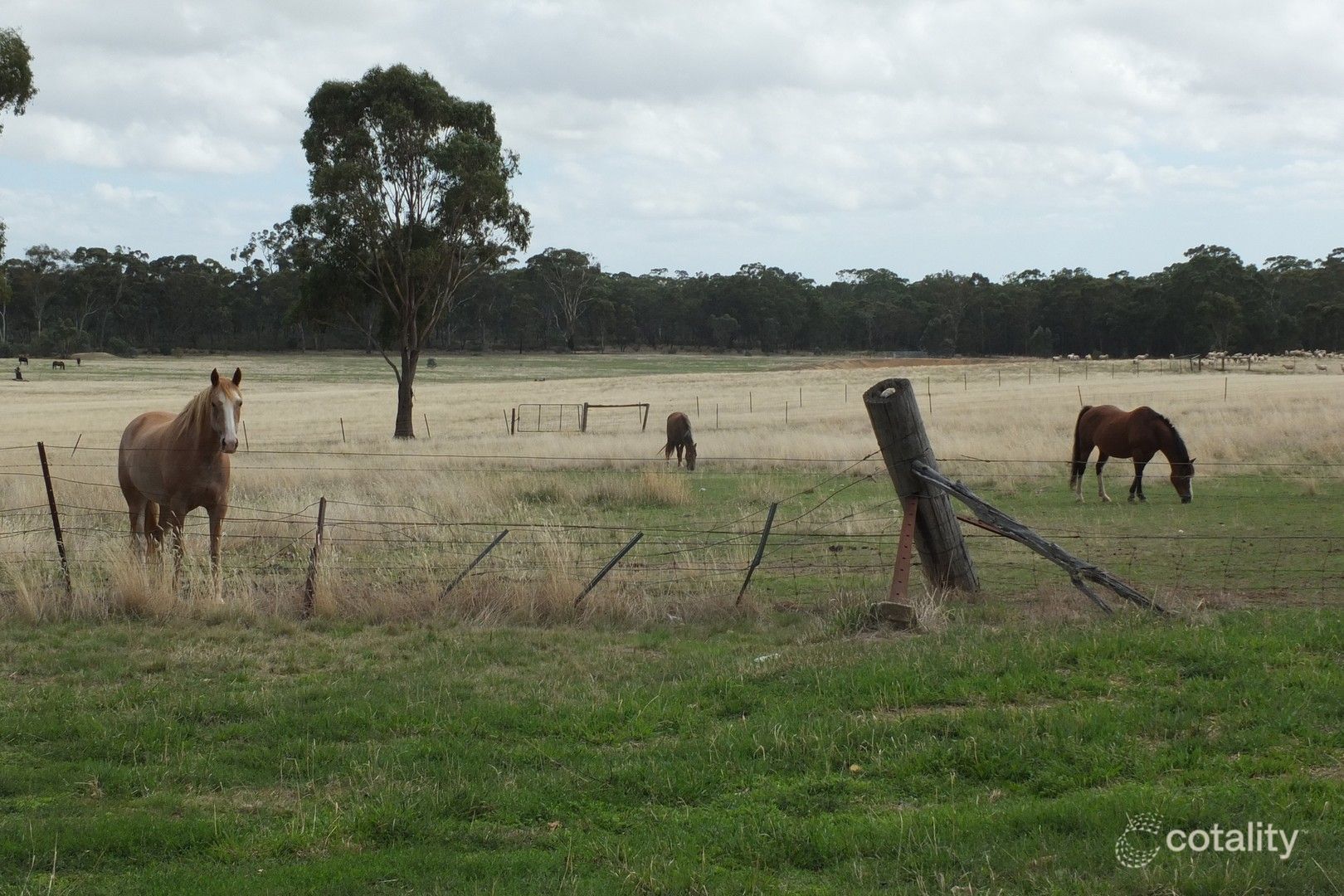 7064 Pyrenees Hwy, Avoca, VIC 3467