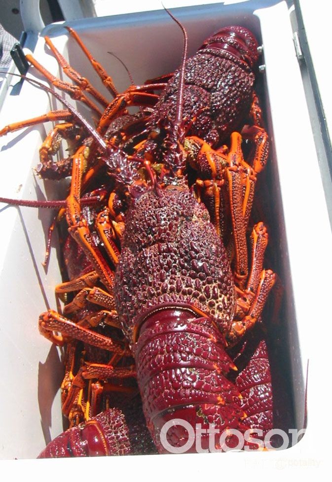 14 Dennis Ave, Robe, SA 5276